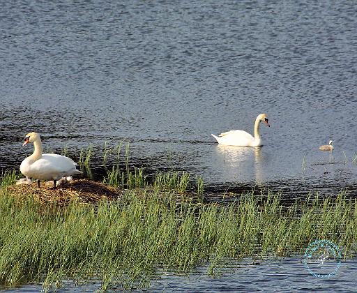 Mute Swan 8T76D-23.JPG